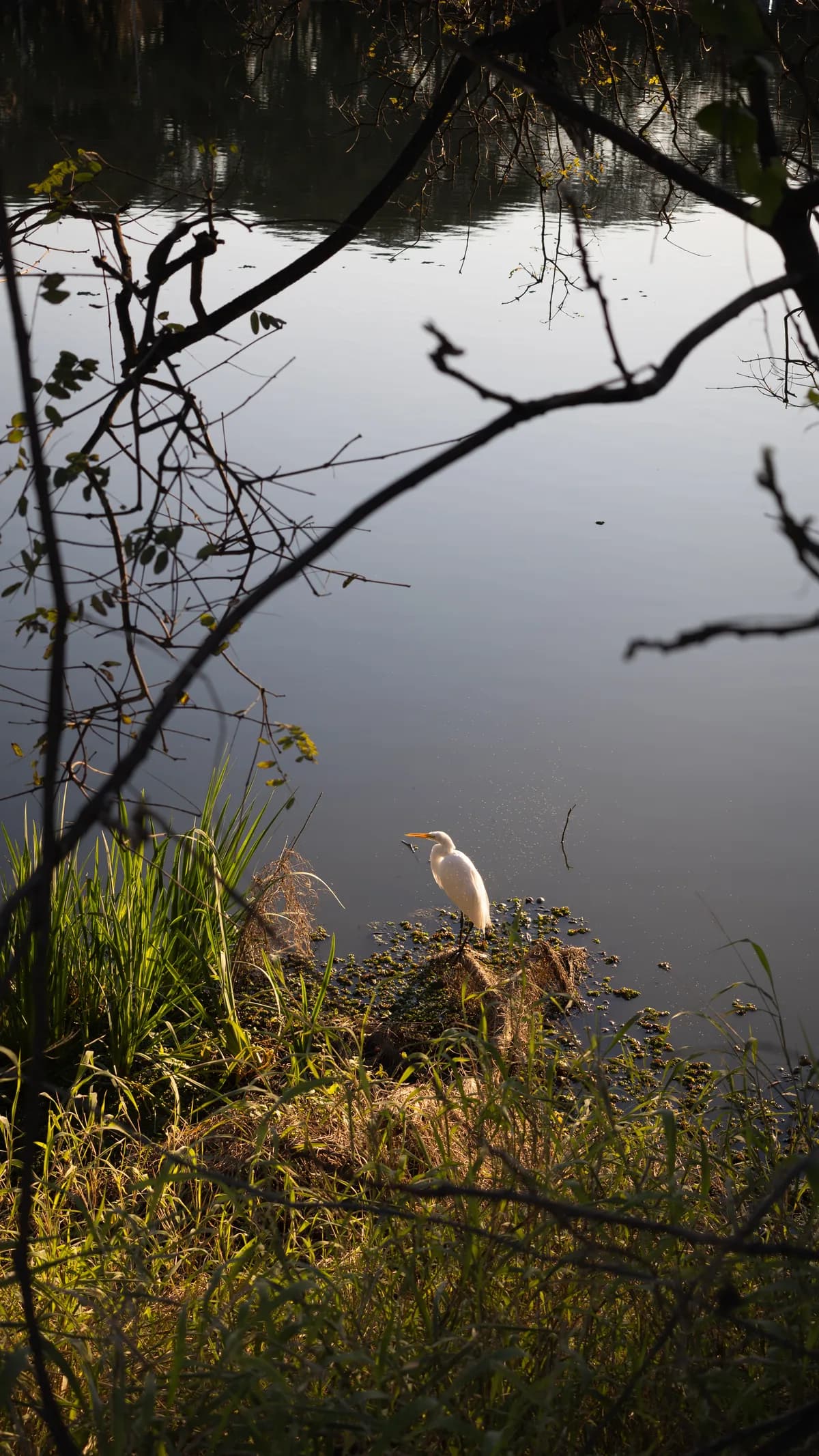 White bird resting at sunset