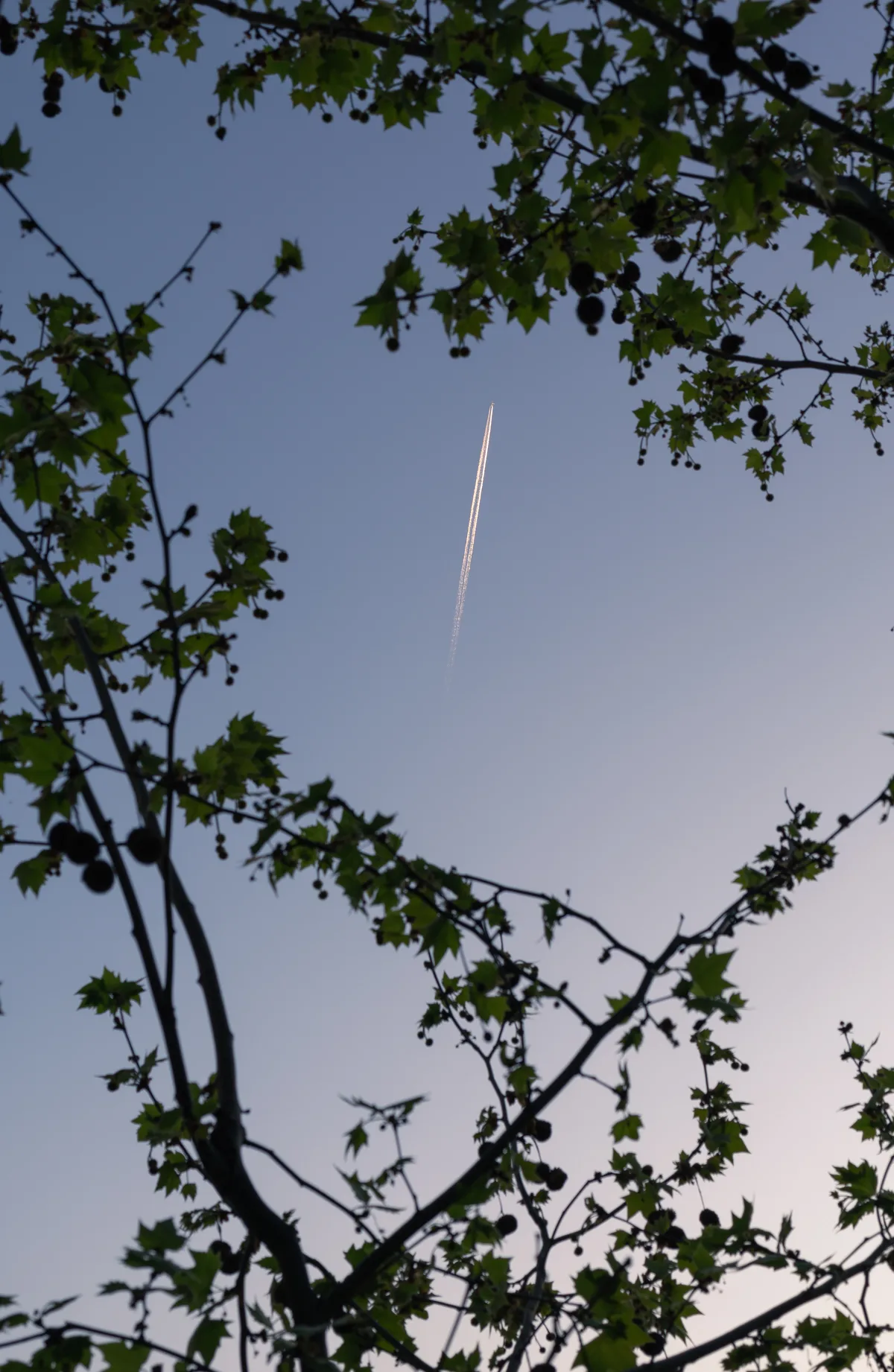 Plane and trail over trees with gradient-colored sky at sunset