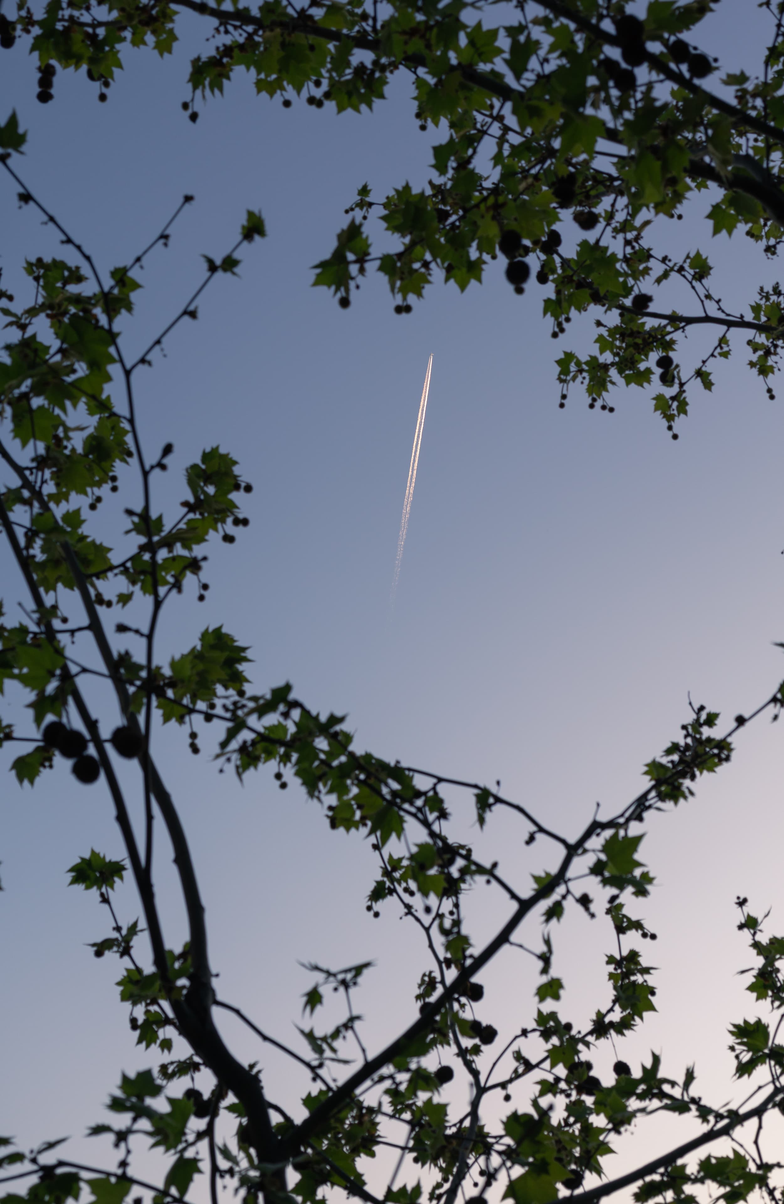 Plane and trail over trees with gradient-colored sky at sunset