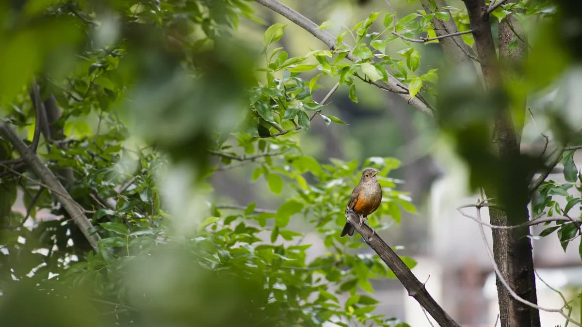 Orange thrush perching