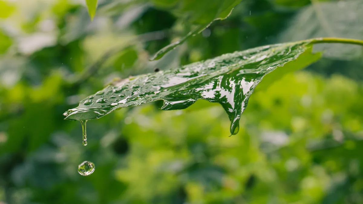 Water slowly sliding off a leaf