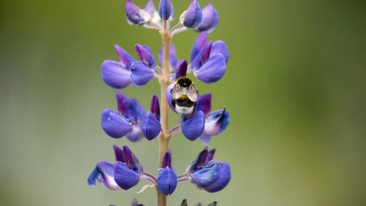 Bee on a lavender plant