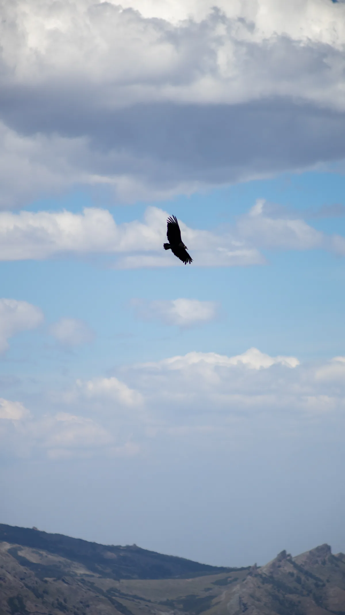 An Andean Condor flying high