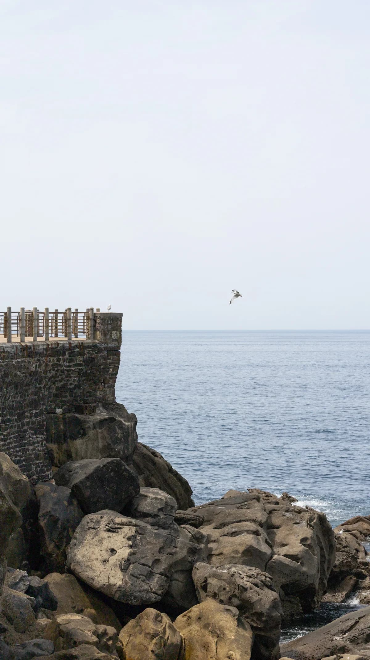 One seagull meeting another one on a cliff.