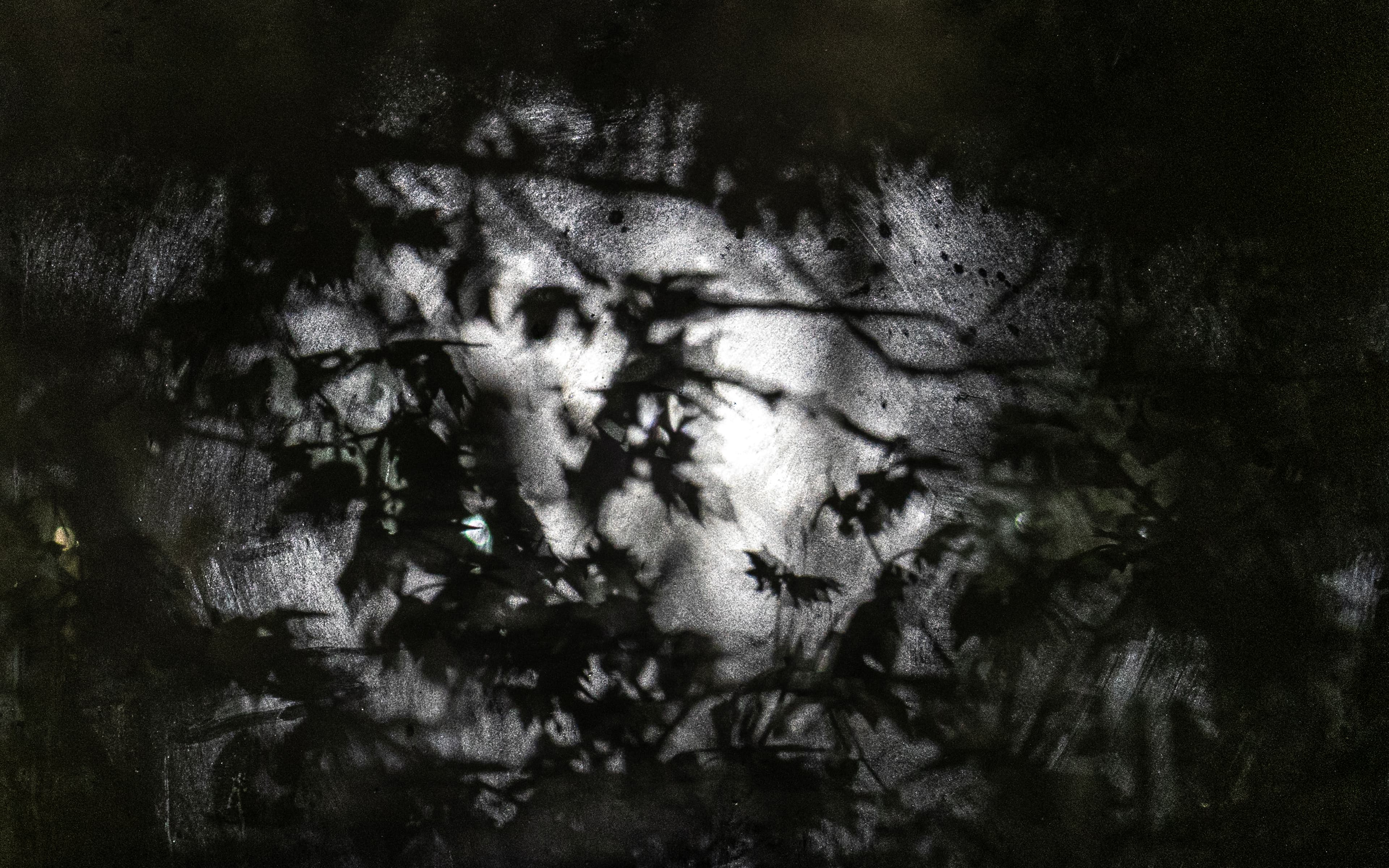 Backlit leaves at night against a window