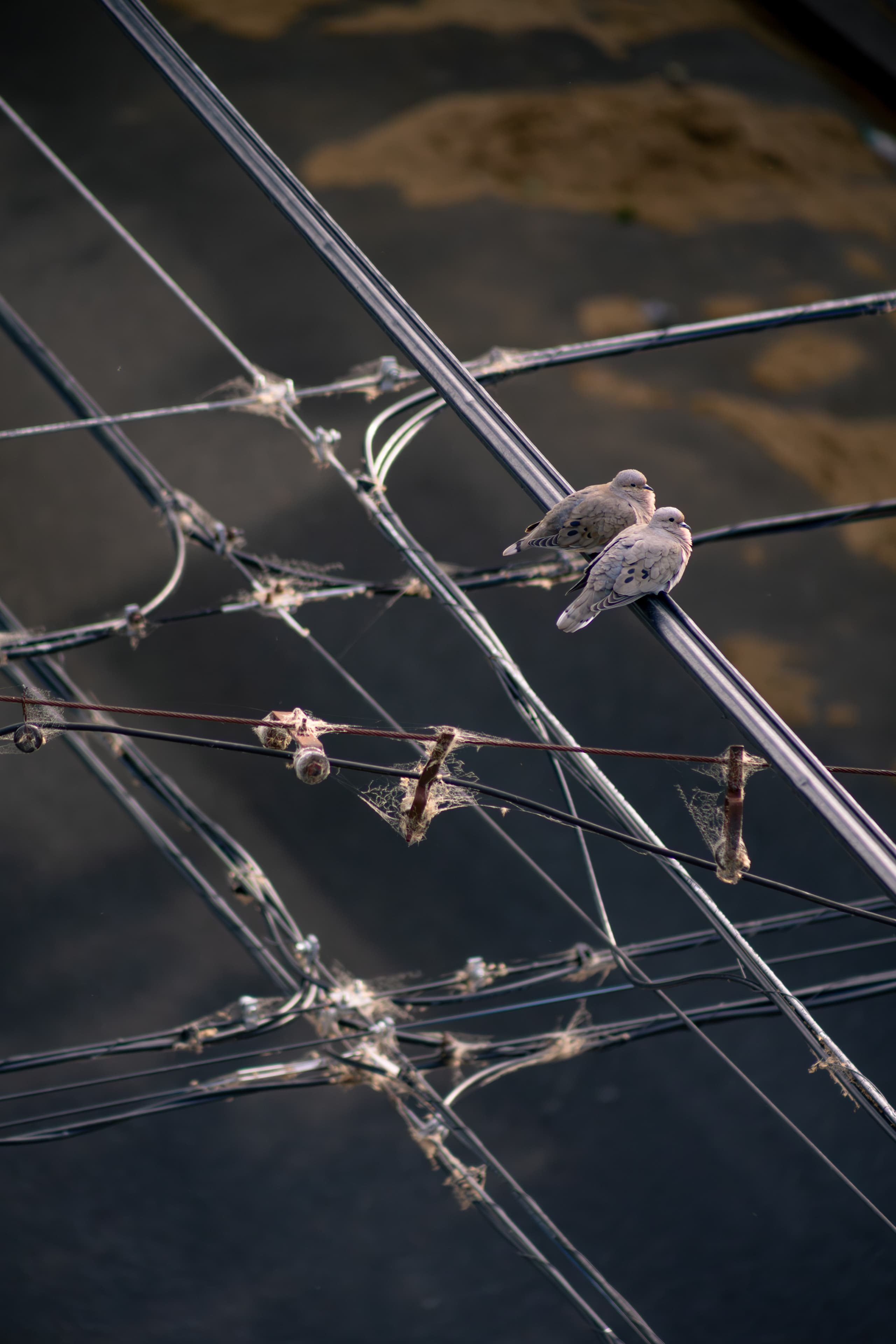 Two eardoves perching on cables