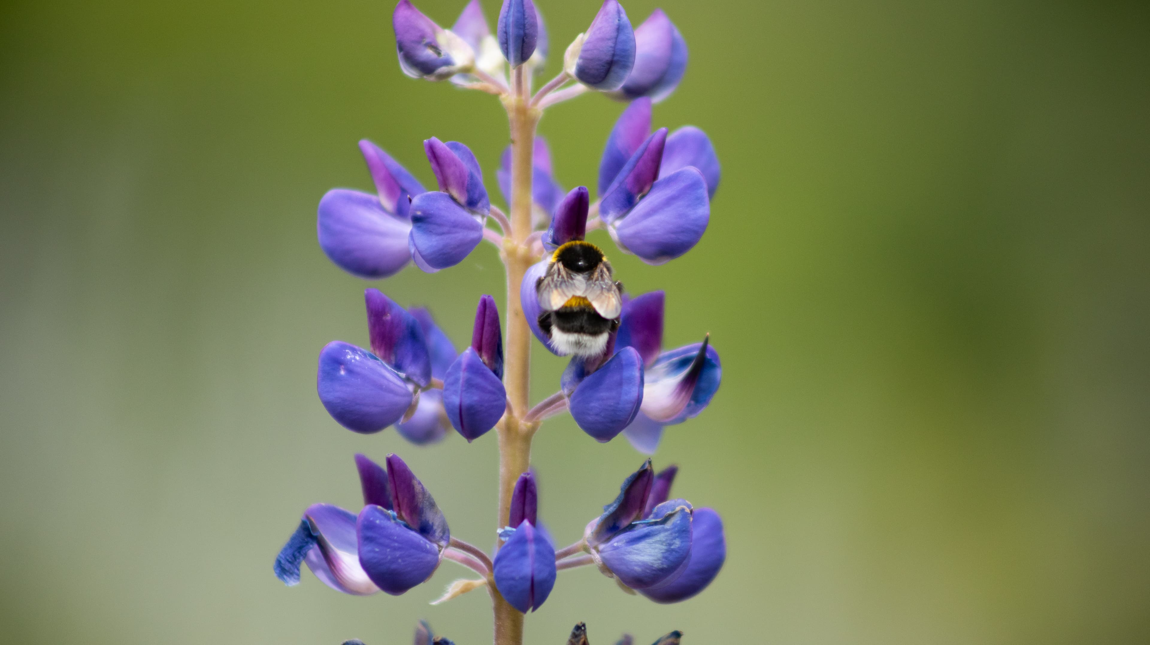 Bee on a lavender plant