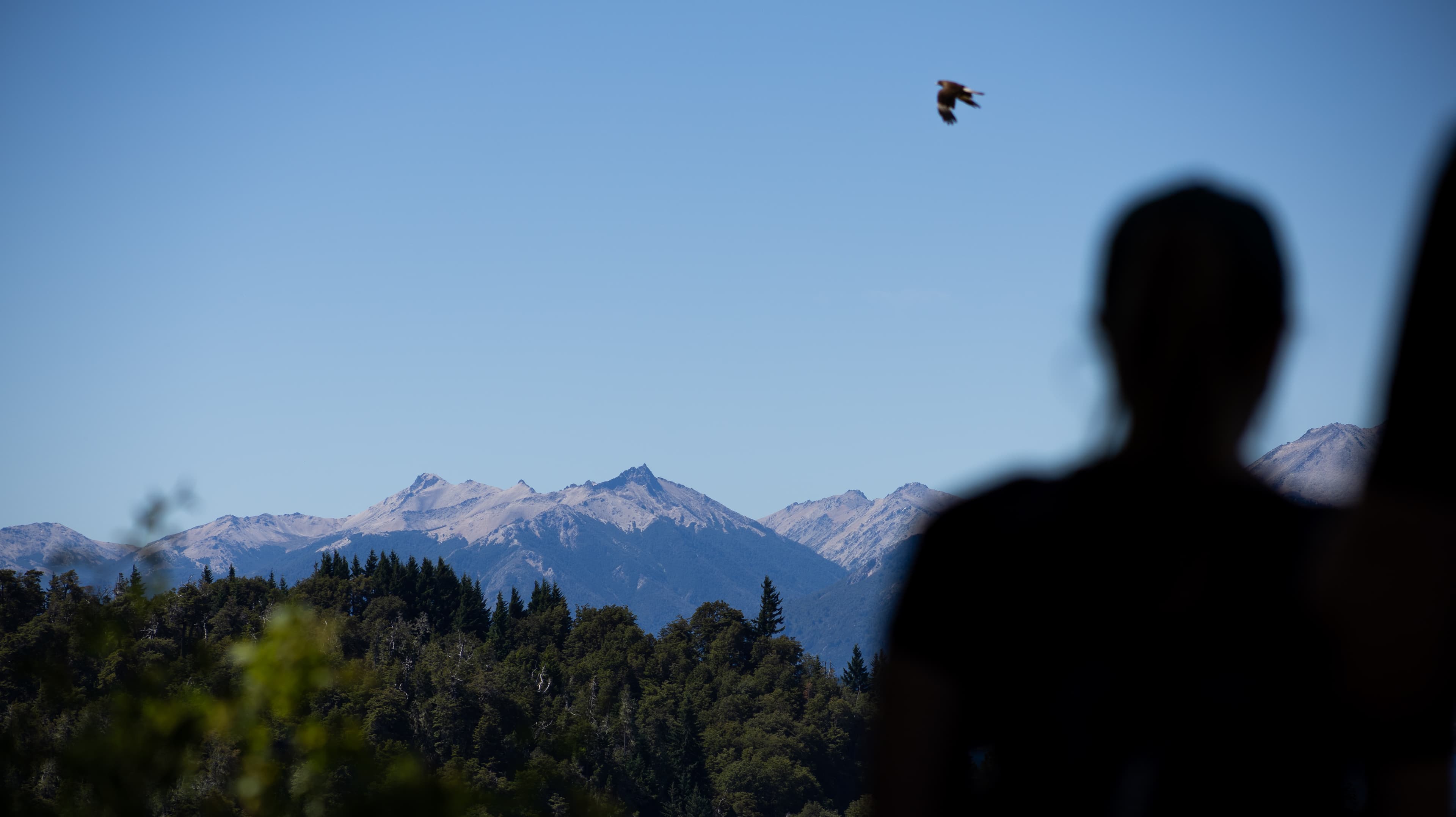 Man watching mountains over a handrail with a bird flying by